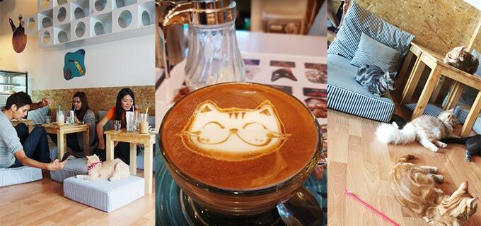 Cat Cafe in Chiang Mai