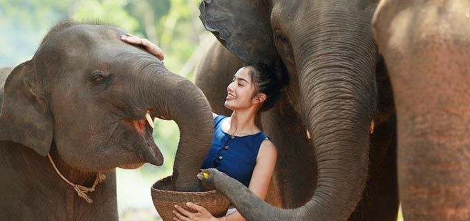Elephant Nature Park in Chiang Mai