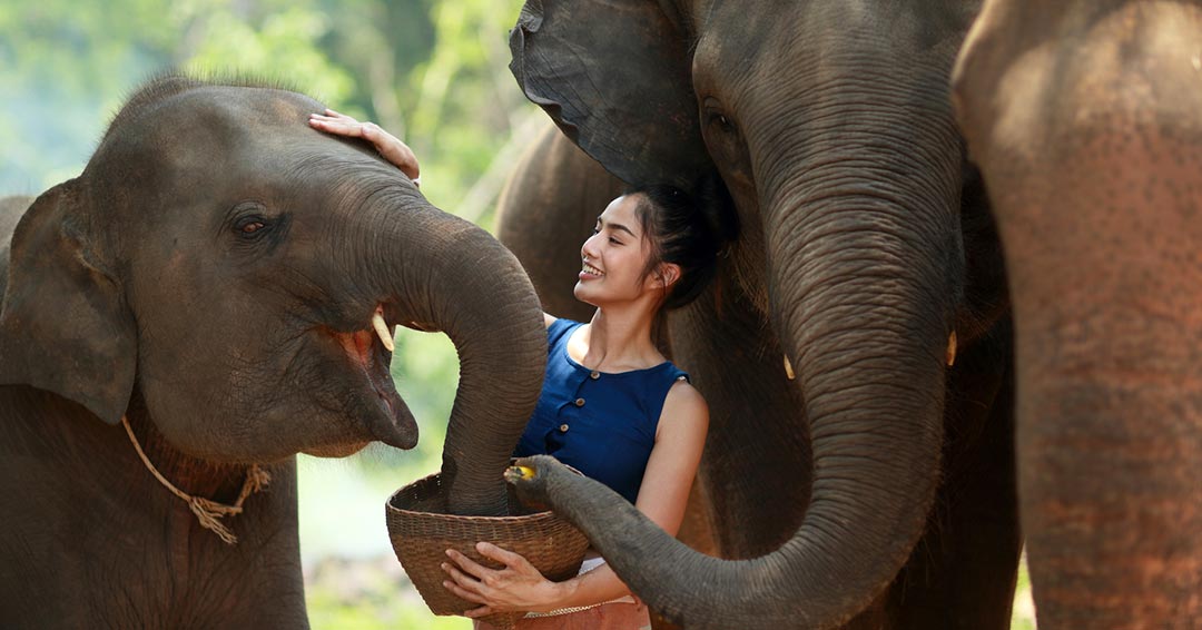 Koh Samui Elephant Sanctuary